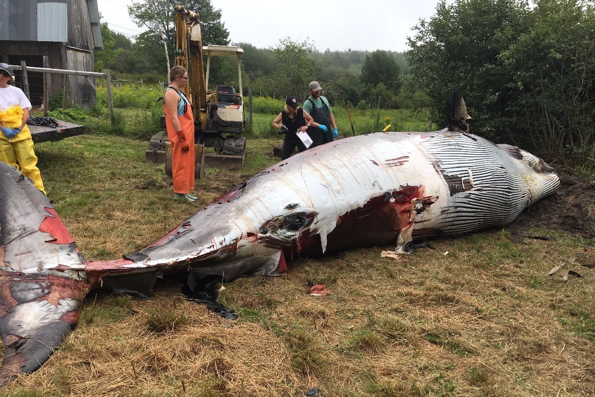 Area whale experts at a property in Tremont prepare to perform a necropsy on a minke whale found dead in Blue Hill Bay on Sunday