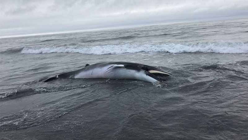Officials said they believe the small whale was dead before it came ashore on Foss Beach in Rye.
