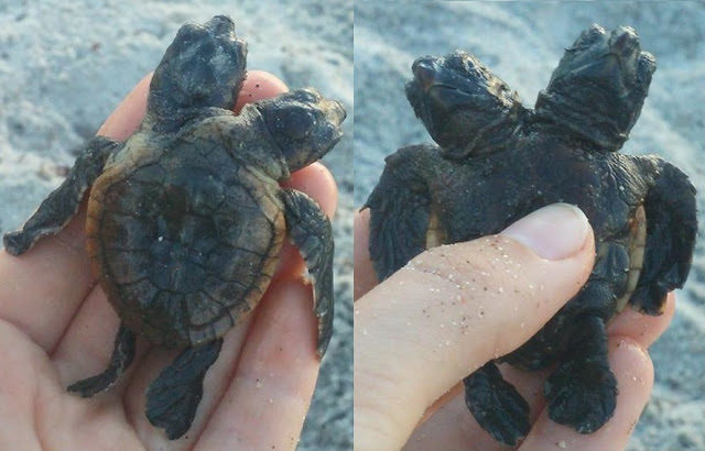 A marine research group found a turtle with two heads in Florida last week.