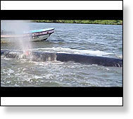 Click to enlarge whale