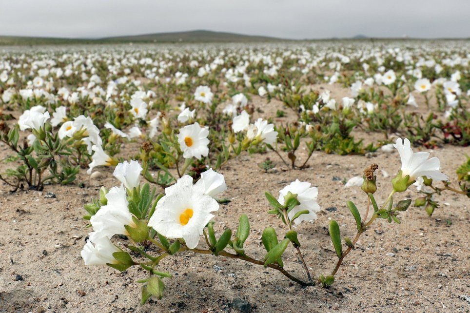 Click to enlarge View of flowers in the Atacama Desert, Chile, on 17 August 2017