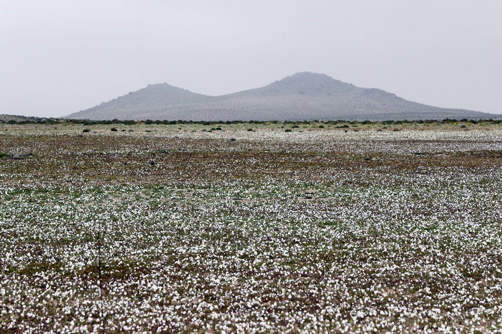 Click to enlarge Atacama Desert in bloom