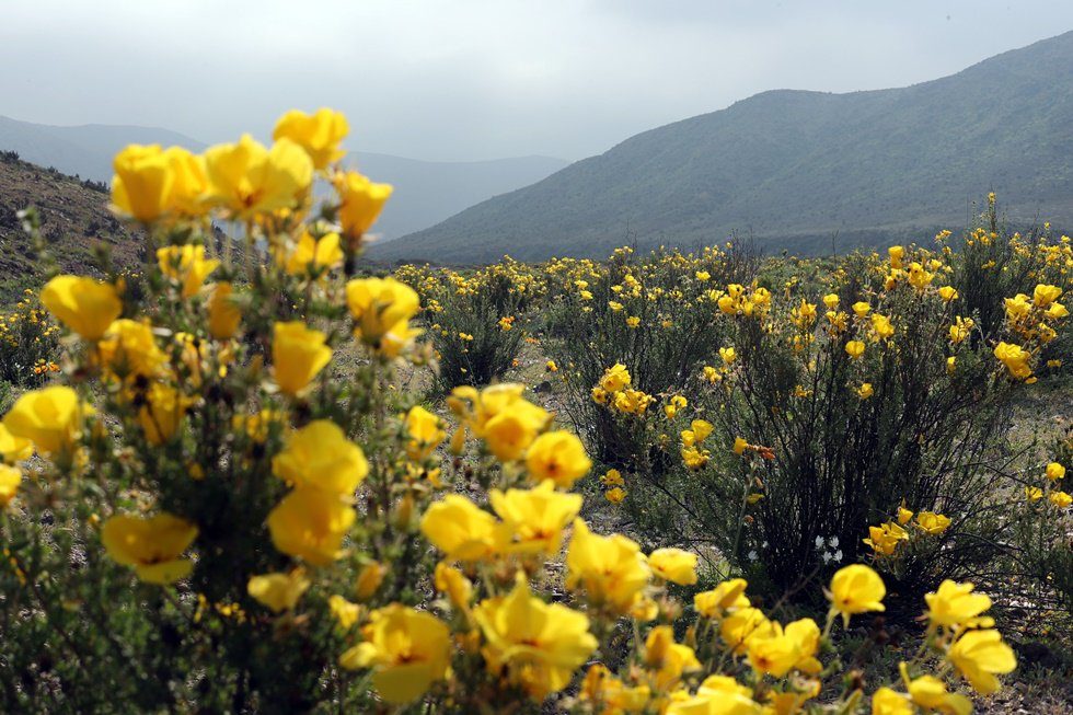 Click to enlarge flowers