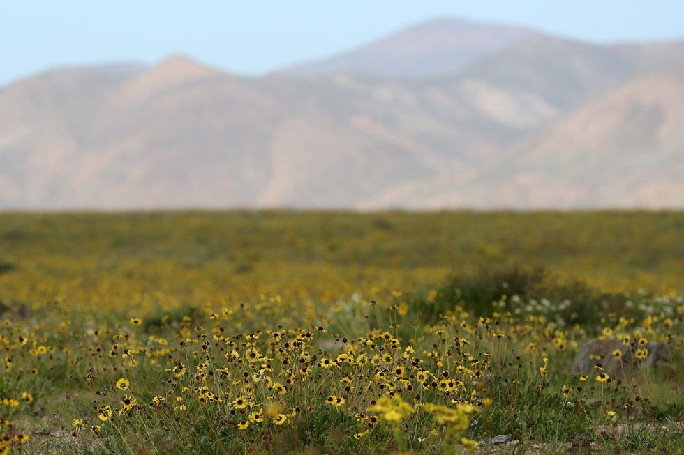 Click to enlarge flowers