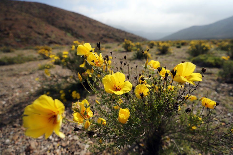 Click to enlarge flowers