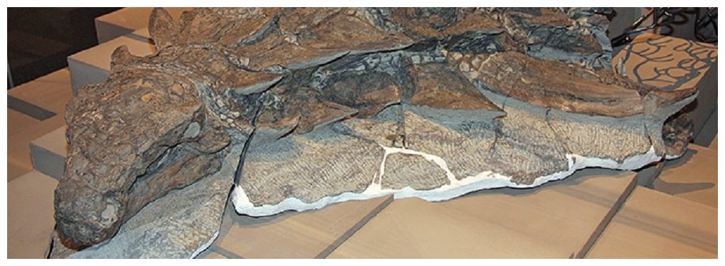 nodosaur mummy