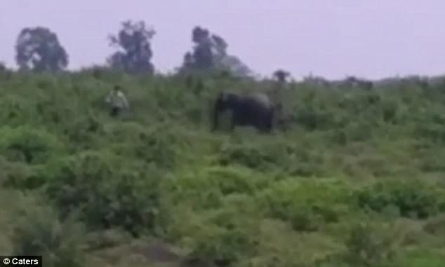 Dangerous: Ashok Bharti, 50, had reportedly spottet the wild elephant and approached it to take a selfie, but the animal became angry and charged at him