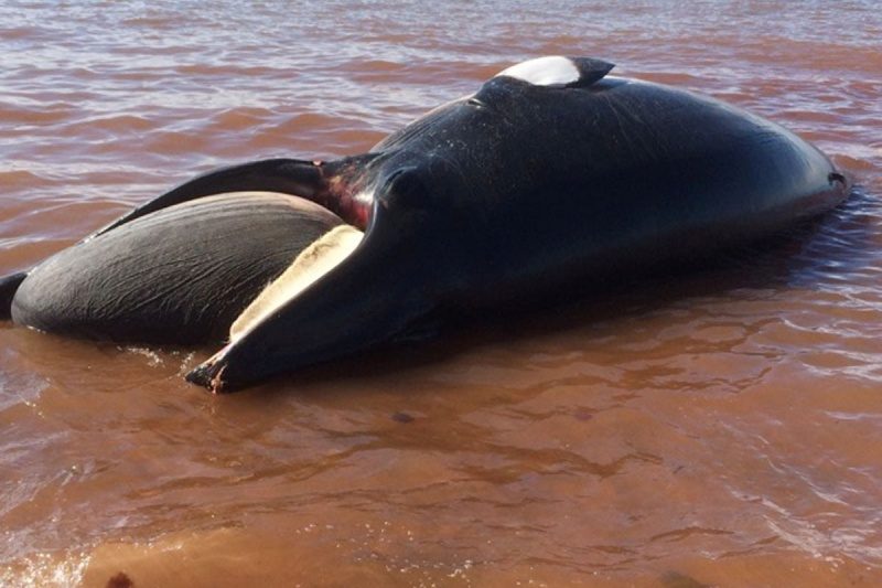 Rick Cameron discovered a marine mammal washed up on the shoreline of Cape Wolfe.