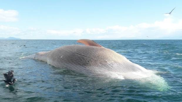 A large dead whale, thought to be a blue whale, has been spotted adrift south-west of D'Urville Island.
