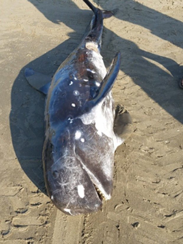 A 10-foot dead whale washed up on the Grand Isle beach Sept. 15.
