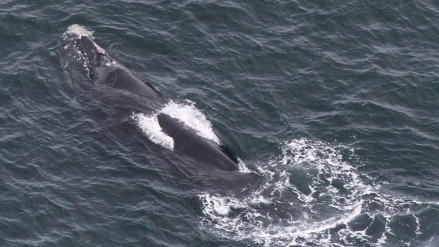 Another North Atlantic Right whale has been found dead in the Gulf of St. Lawrence, off Miscou Island.