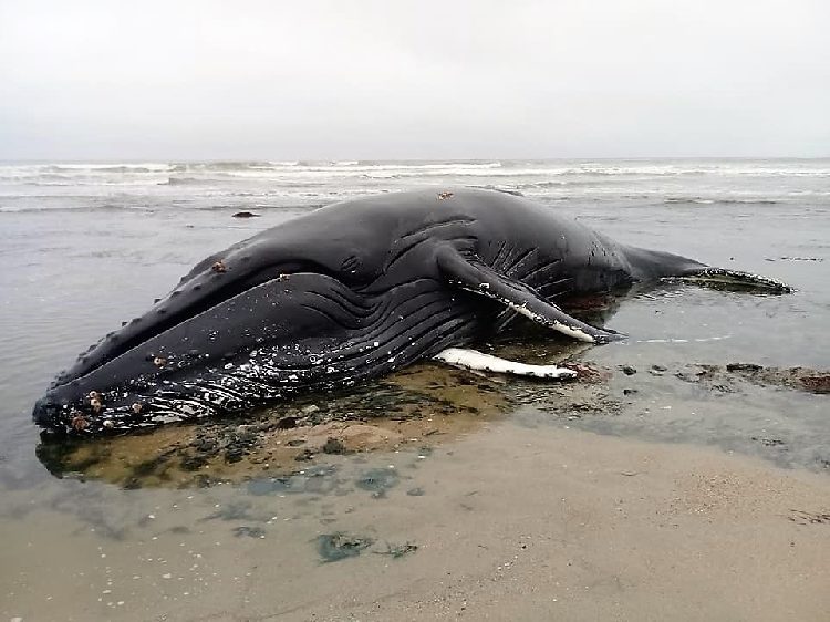 The female humpback whale stranded north of Henties Bay yesterday.