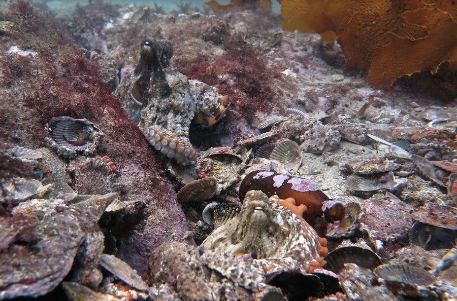 old shells octopus octlantis