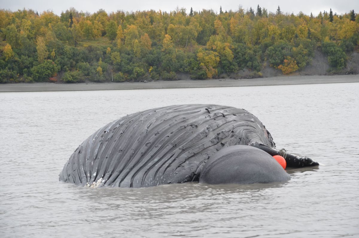 A dead humpback whale was spotted near the Port of Anchorage in Cook Inlet on Saturday, Sept. 16, 2017.