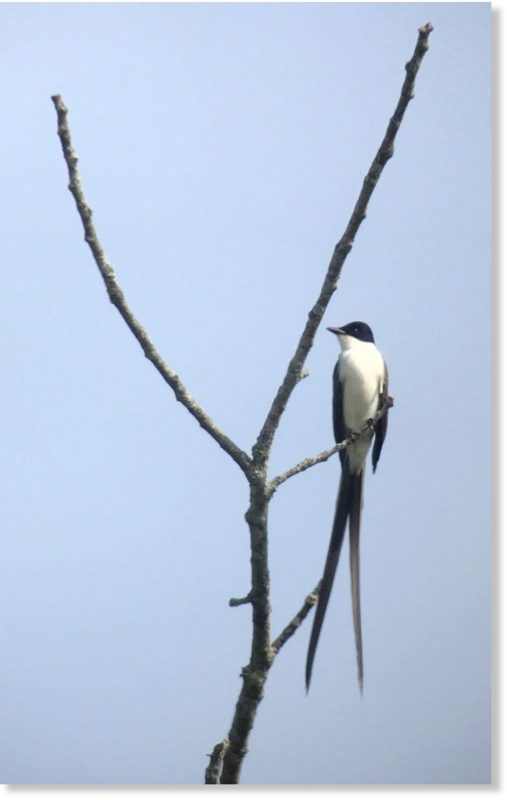 The forked-tailed flycatcher hangs out at Maine Audubon while making a rare appearance in North America. The National Audubon Society says most of the species reaching Maine are likely from southern South America.