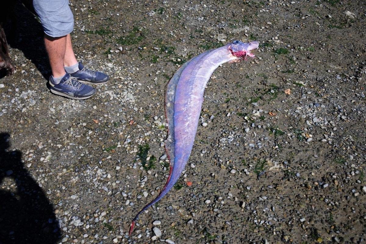 The strange fish was more than two meters long and had nearly no fins whatsoever.