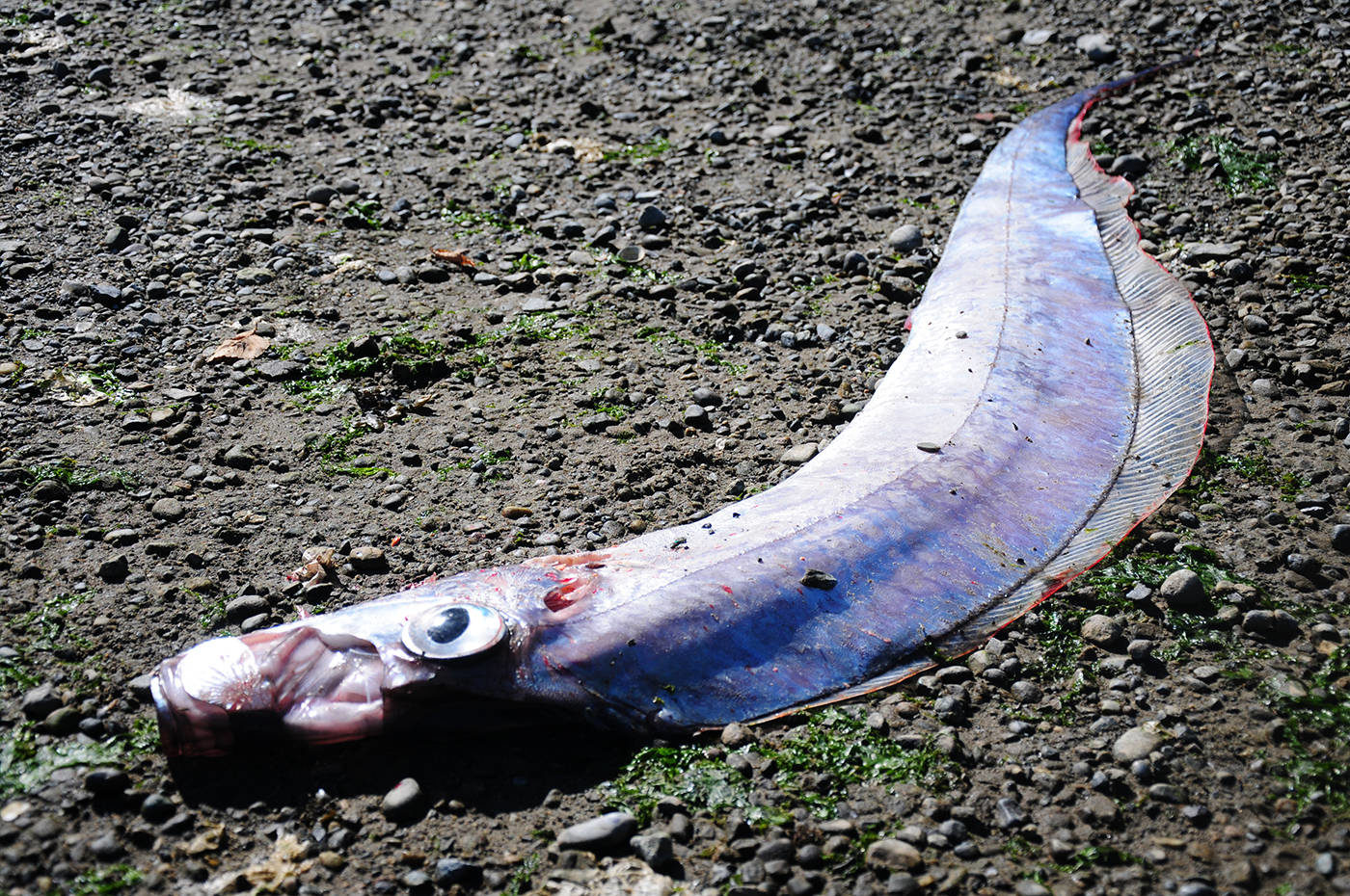Click to enlarge The strange fish was nearly three meters long and had no scales to be seen.