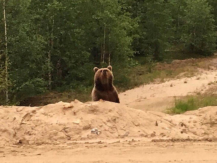 Click to enlarge bear