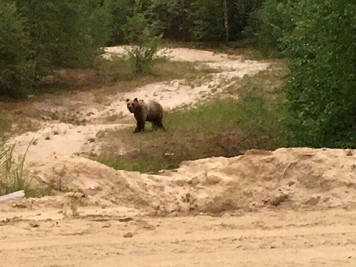 Click to enlarge bear