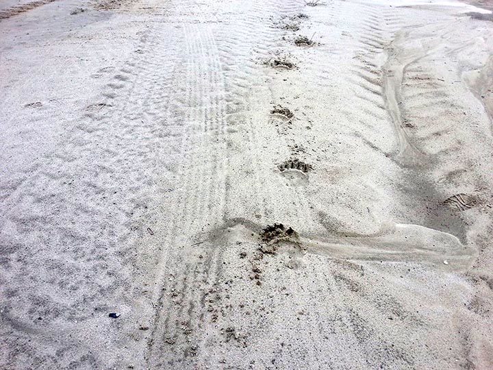 Click to enlarge bear tracks