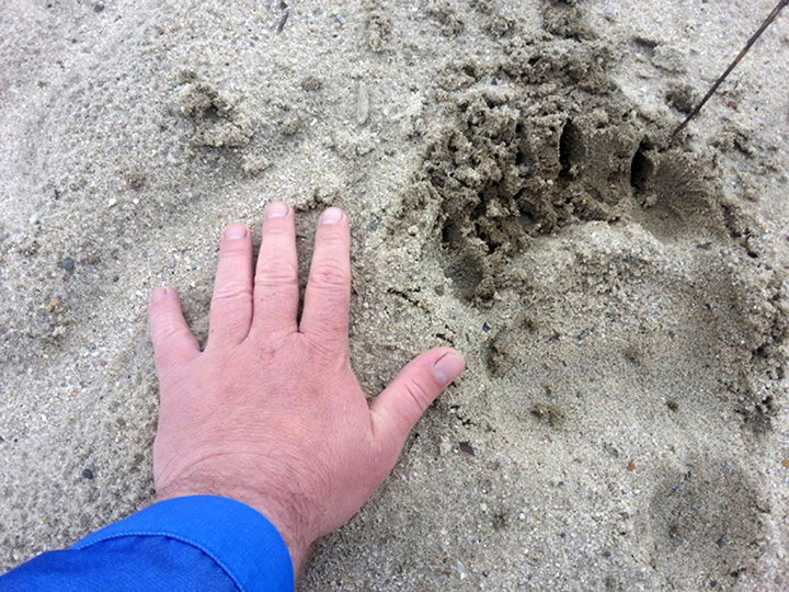 Click to enlarge bear hand