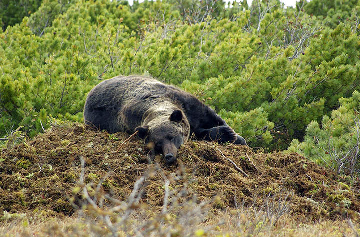 Click to enlarge bear