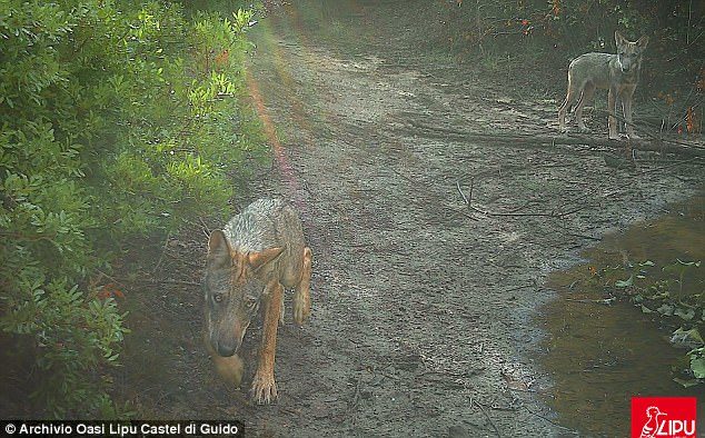 Two wolf cubs are picked up on hidden cameras in the nature reserve of Castel di Guido near Rome, which is run by run by LIPU, the Italian League for the Protection of Birds