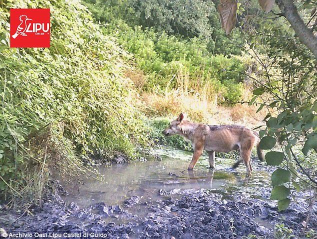 Scientists have welcomed the symbolic return of the wolf, seen here in a deep puddle, given that the city's symbol is two children - Romulus and Remus - suckling on a wolf