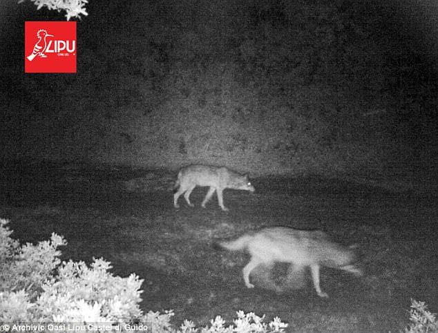 One of the male wolves, possibly one of these two predators seen in the dark, has been nicknamed Romulus in a nod to the city's symbol