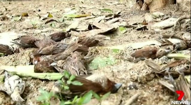 Dead birds have been filmed around Mount Agung