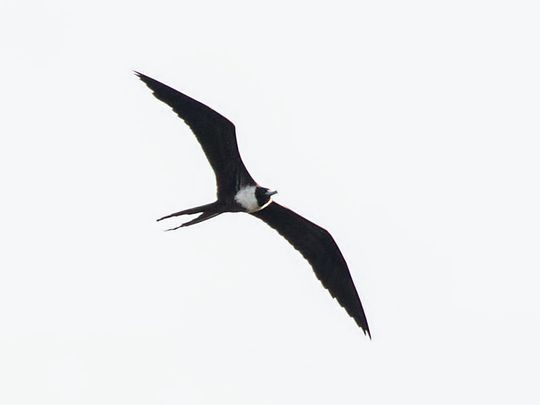 Melanie Coulthurst photographed a magnificent frigatebird over Bluegill Bay Park in Wausau on Sept. 22, 2017.