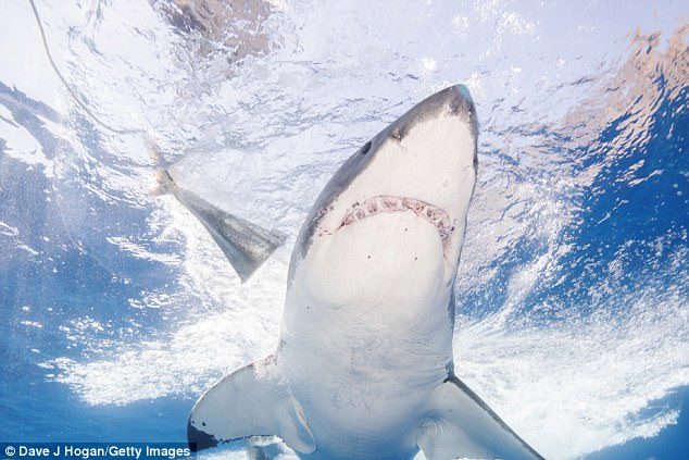 The woman was knocked off her board by a four metre Great White shark just before 6pm on Monday