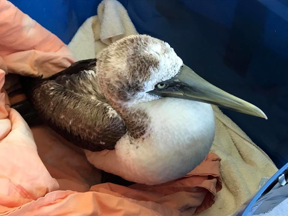 Wild Care staff are working to save a rare tropical seabird found Tuesday at LeCount Hollow Beach in Wellfleet
