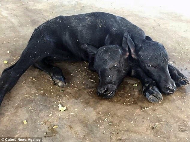 The two-headed buffalo calf was born on September 27 at Lucky Foods Dairy Farm in Karachi. It has a condition called polycephaly - where an animal has two or more heads but one body