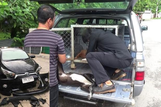 Officials tranquilize and capture two of the feral dogs that have been attacking vehicles in Muang district, Ratchaburi. The pack caused major damage to a parked car (inset).