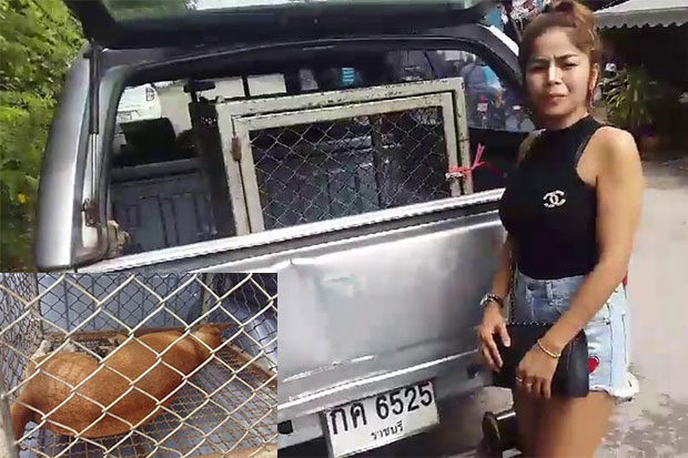 Somnuek Semkham, 35, owner of the car attacked by the dogs, checks out the two captured dogs but cannot be sure if they were part of the marauding pack.
