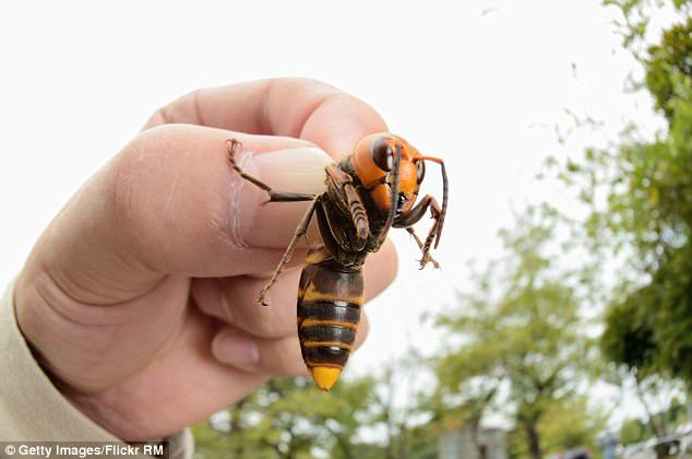 Chieko Kikuchi, 87, died after a swarm of giant hornets stung her 150 times in 50 minutes as she was being taken home from a nursing facility (file image)