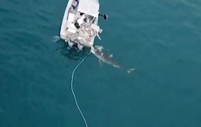 The great white shark attacks the vessel out at sea