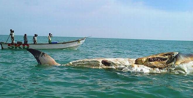 The carcass of a whale spotted in sea near Tiruchendur on Saturday