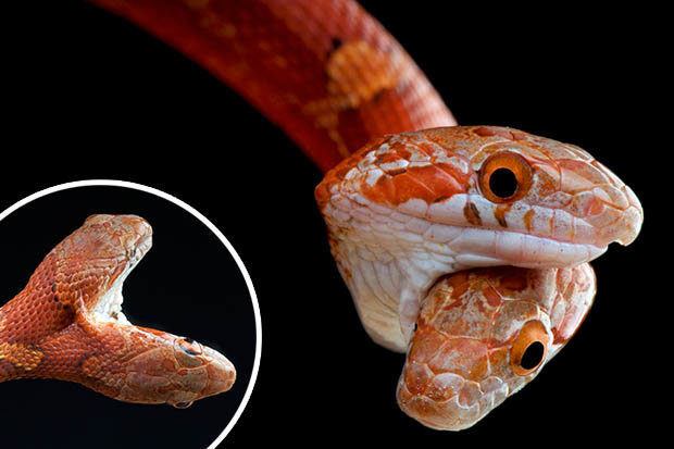 BIZARRE: A photographer has captured the unusual photos of a snake with two heads