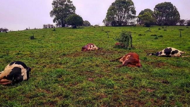 Six dairy cattle were struck by lightning at Malanda.