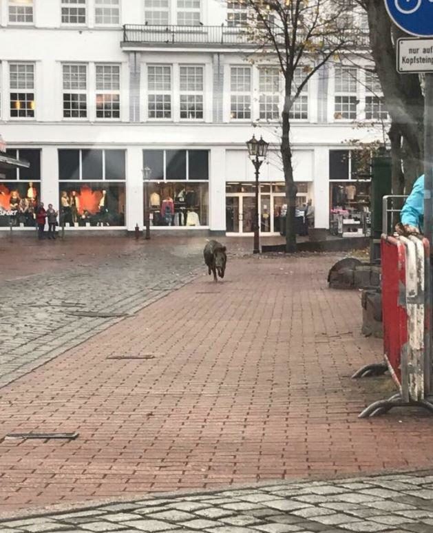 Four people have reportedly been left injured in Germany after two wild boars went on the rampage