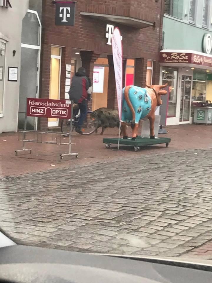 One of the boars was pictured running through the city centre