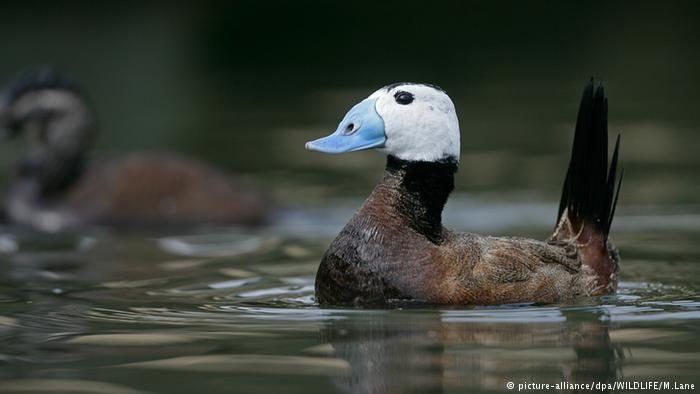 White-headed ducks are largely targeted in Europe and the Caucasus