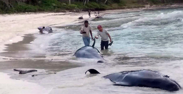 People take photos of the beached whales