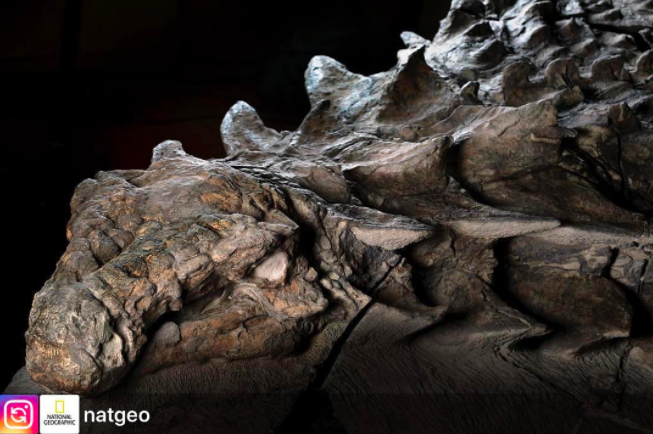nodosaur mummy