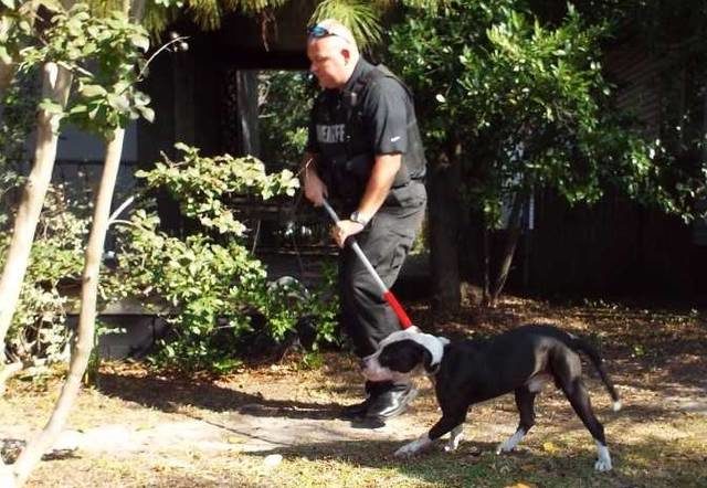 Deputy R.A. Watts of the Richmond County Sheriff’s Office leads a pit bull away after the dog and another attacked and killed its owner in Hamlet on Saturday.