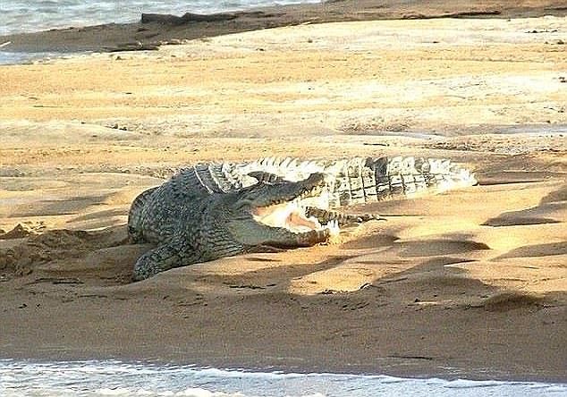 Local authorities expected a backlash from crocodiles (pictured) after one was shot this year
