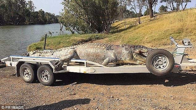 A giant crocodile was unlawfully shot in central Queensland (pictured) in September
