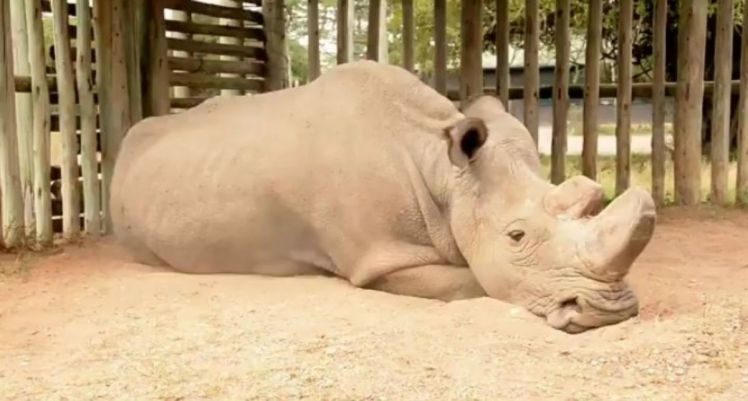 Click to enlarge extinction northern white rhino